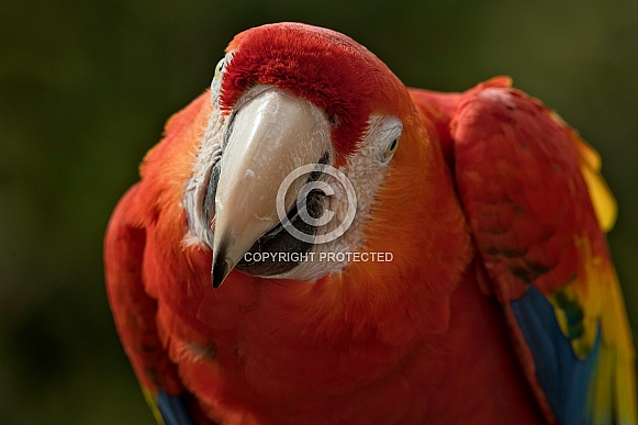 Scarlet Macaw Close Up