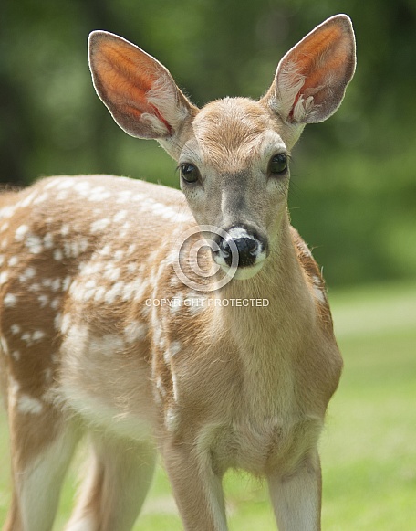White Tailed Deer Fawn White Tailed Deer Fawn