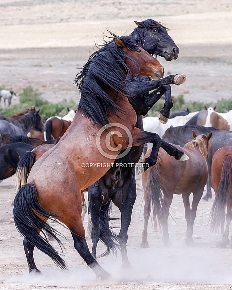 Wild Horse— Onaqui Mountains, Utah Wild Horse— Onaqui Mountains, Utah