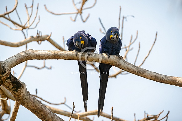 hyacinth macaw close up on a palm tree in the nature habitat