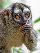 Douroucouli monkey (Aotus lemurinus)