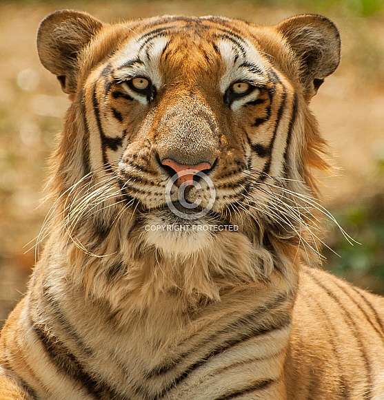 Royal Bengal Tiger