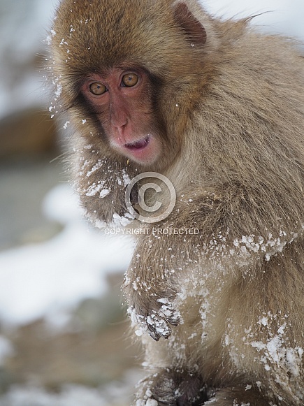 Snow Monkey Snow Monkey