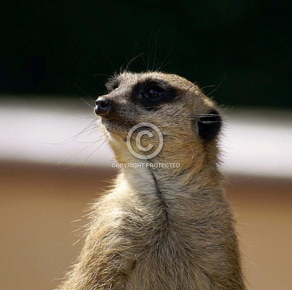 Meerkat