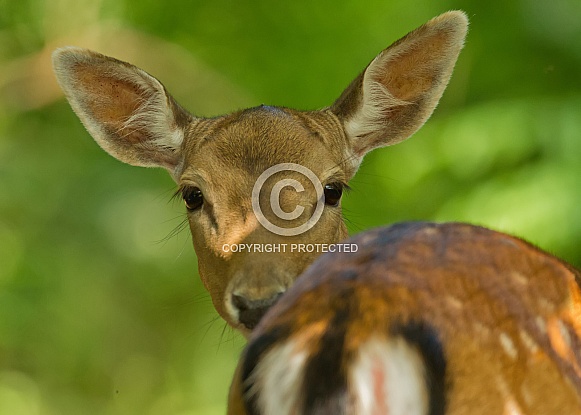 Fallow Deer Hind