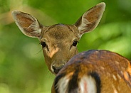 Fallow Deer Hind