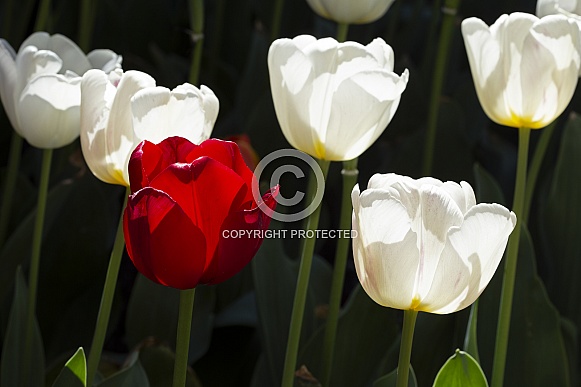 Tulips back lit.