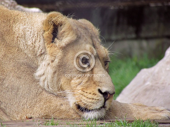 Lioness