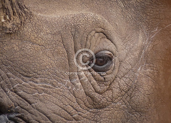 Indian Rhino Eye