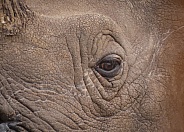 Indian Rhino Eye