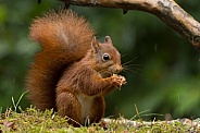 Red Squirrel