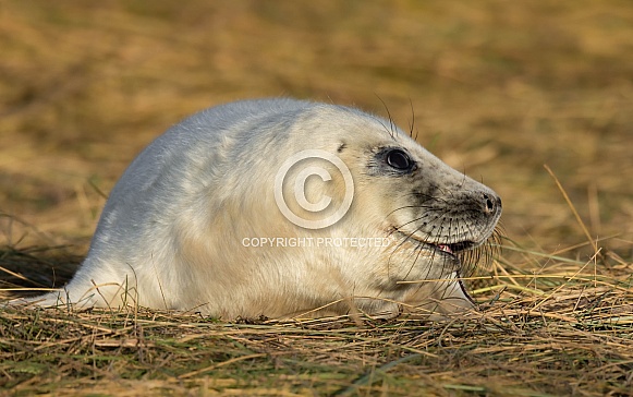 Grey Seal Pup Grey Seal Pup