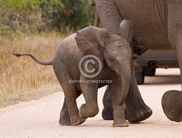 Elephants