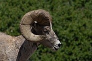 Big Horn Rams