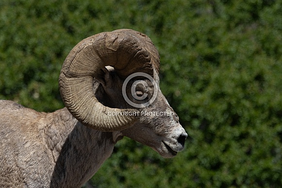 Big Horn Rams