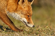 Red Fox