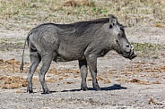 Warthog - Namibia