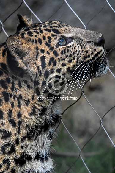 African Leopard Cub