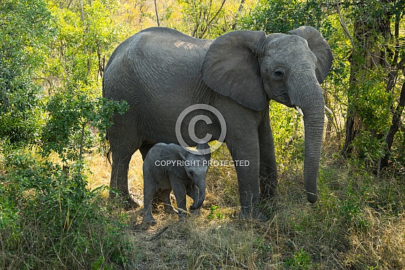 African elephant cow and calf