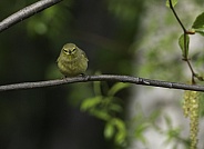 Female Orange-crowned Warbler in Alaska