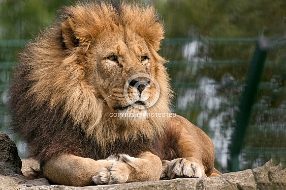 Male African Lion Lying On Rock