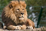 Male African Lion Lying On Rock