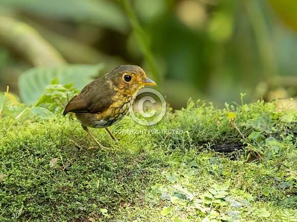 Ochre Breasted Antpitta in Ecuador Ochre Breasted Antpitta in Ecuador