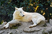 Arctic wolf on rock