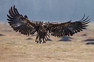 White tailed eagle or European Eagle