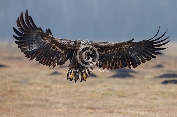 White tailed eagle or European Eagle White tailed eagle or European Eagle