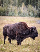 Canadian Bison
