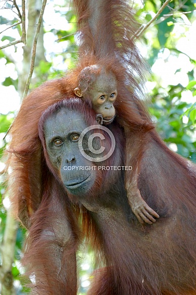 Wild mother and baby Orangutans