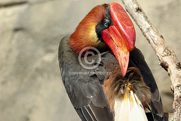 Rufous Hornbill Rufous Hornbill
