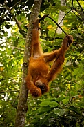 Sumatran orangutan in the jungle.