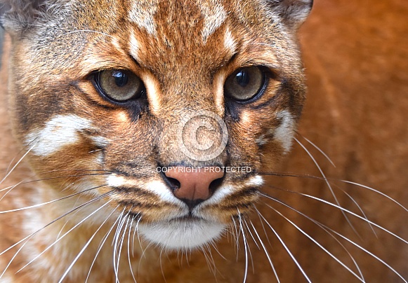 Asiatic gold cat Asiatic gold cat