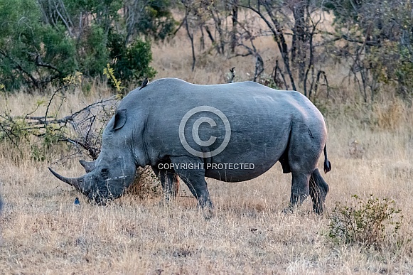 White Rhinoceros White Rhinoceros