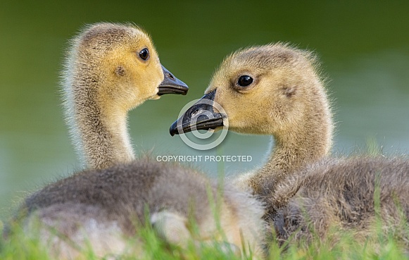 Goslings Goslings