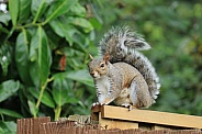 Grey Squirrel