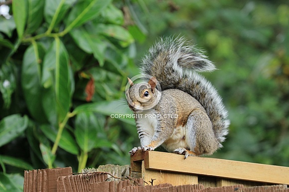 Grey Squirrel