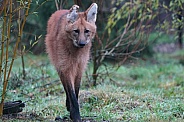 Maned Wolf