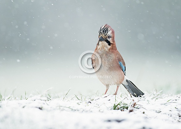 Eurasian Jay in Snow Eurasian Jay in Snow