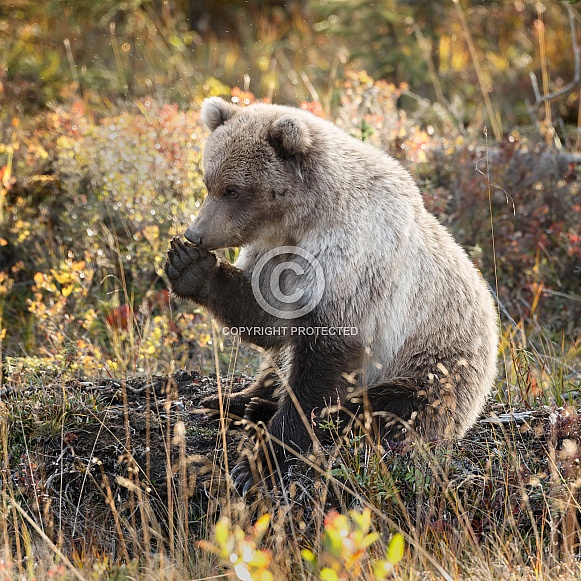 Grizzly Bear at Alaska Grizzly Bear at Alaska