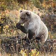 Grizzly Bear at Alaska