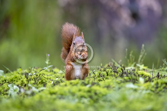 cute Eurasian red squirrel (sciurus vulgaris) in the forest