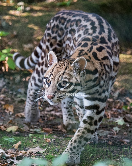 Ocelot Ocelot