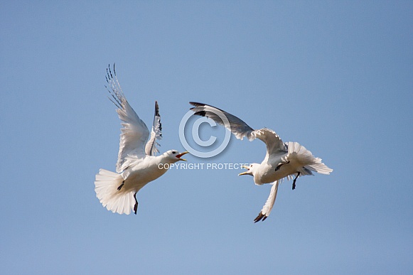 kittiwakes figting mid-air kittiwakes figting mid-air