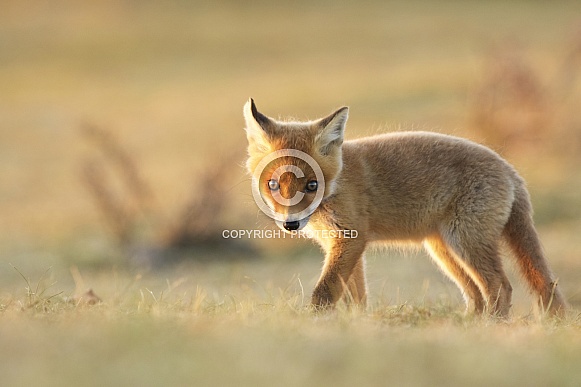 Fox