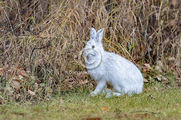 Snowshoe Hare in Winter Coat