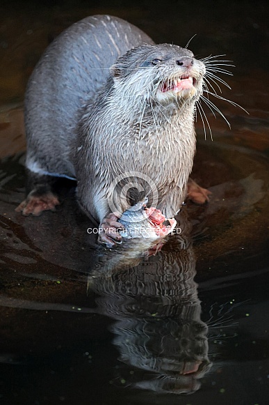 Asian small-clawed otter (Aonyx cinereus) Asian small-clawed otter (Aonyx cinereus)