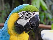 Macaw